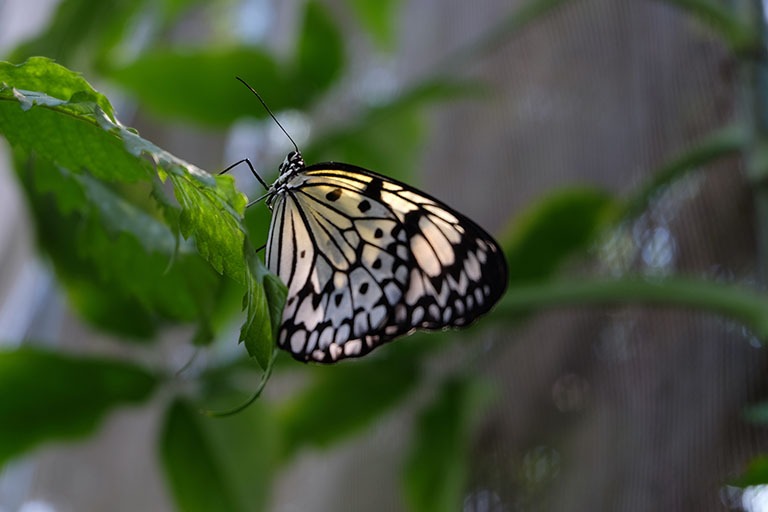 Meest gestelde vragen